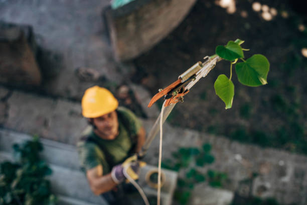 The Steps Involved in Our Tree Care Process in Paxtang, PA